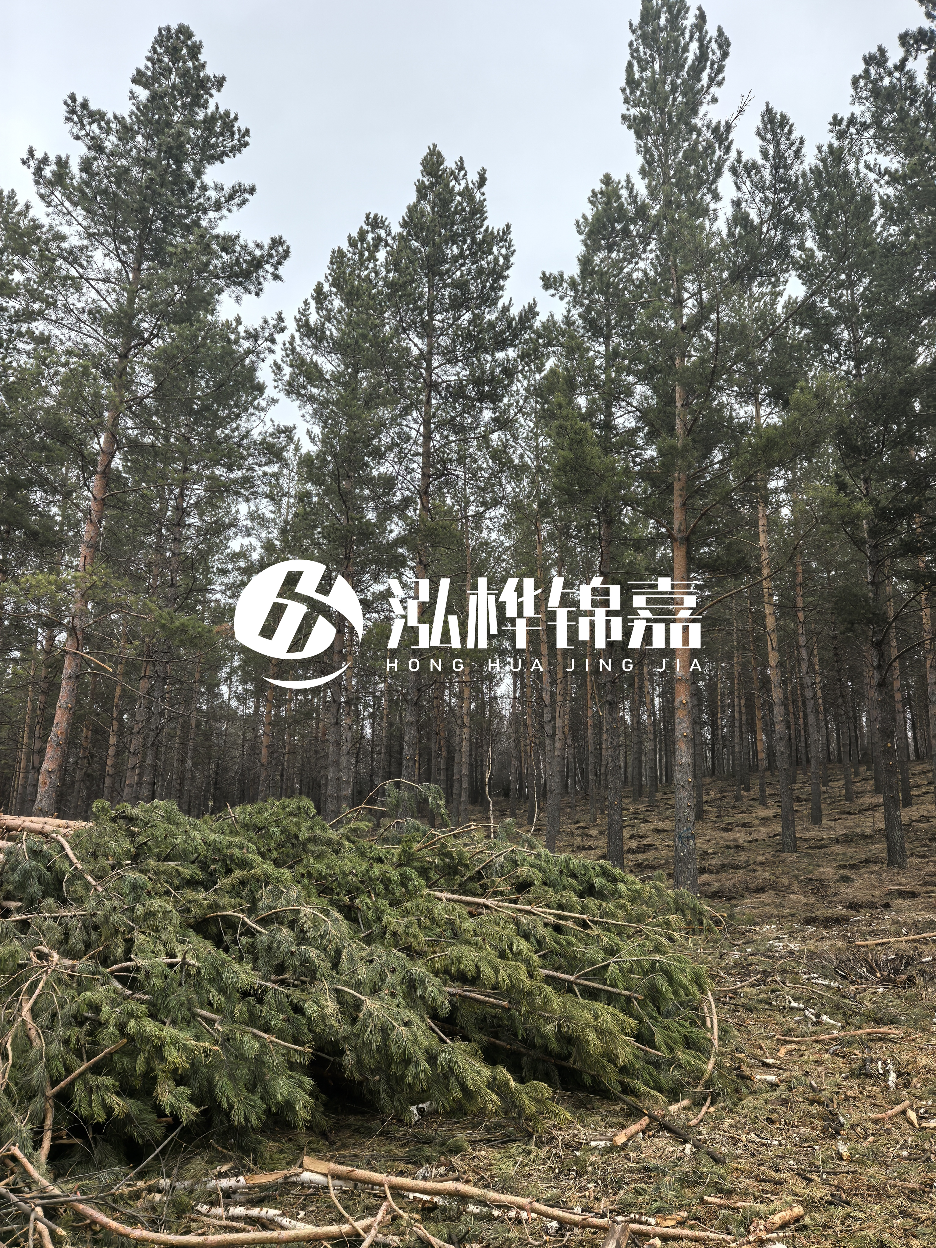 松木樁施工隊(duì)泓樺錦嘉 - 河道打樁木能在水里使用多少年？